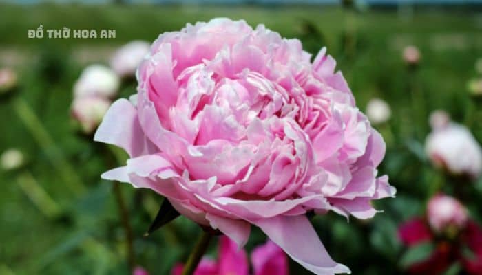 Hoa mẫu đơn được mệnh danh là vua của những loài hoa