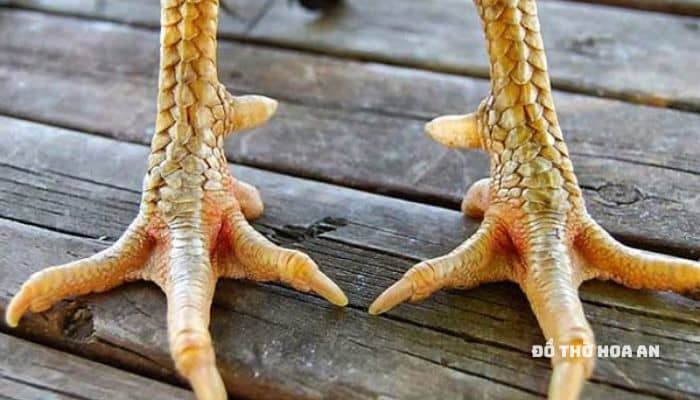 Sau khi cúng, thường chân gà sẽ được gia chủ xem qua Sau khi cúng, thường chân gà sẽ được gia chủ xem qua