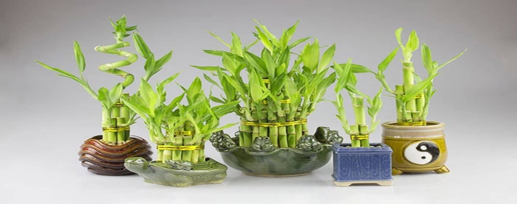 Ý nghĩa số lượng cây trong bình Ý nghĩa số lượng cây trong bình