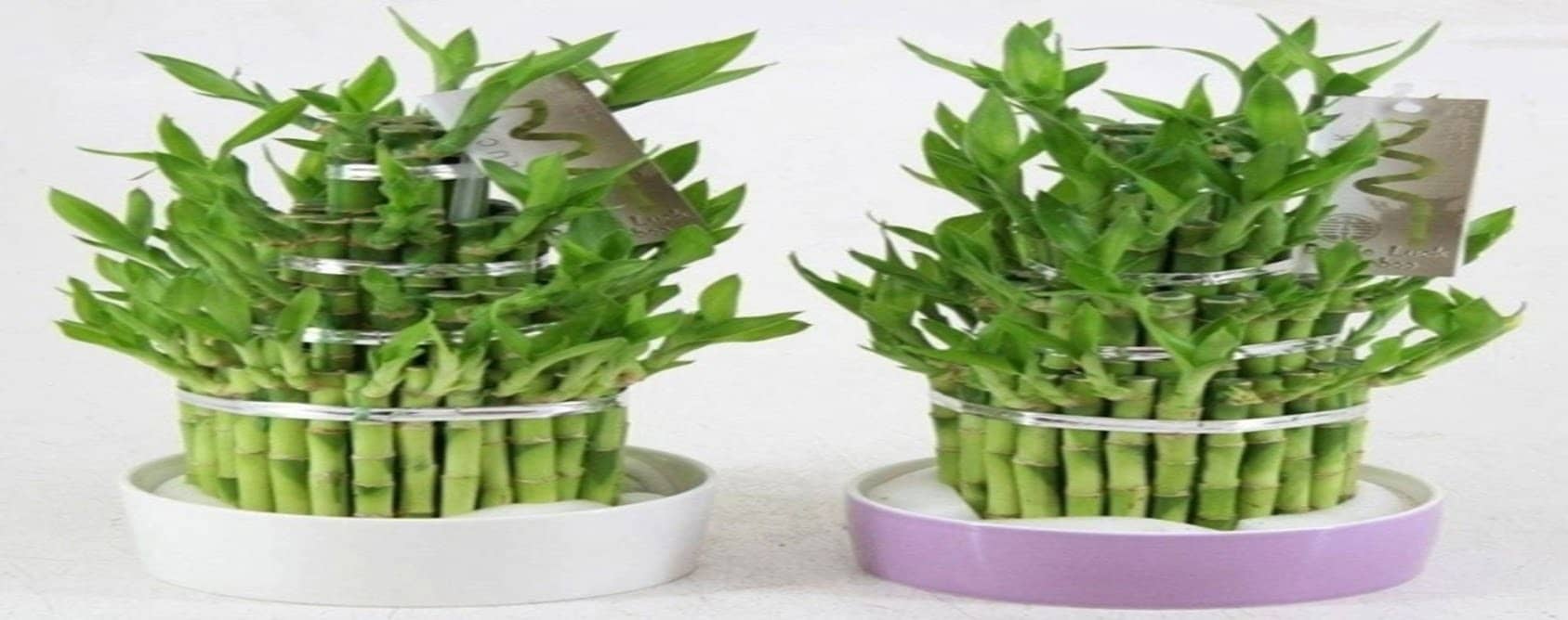 Hướng dẫn chăm sóc Cây Hướng dẫn chăm sóc Cây
