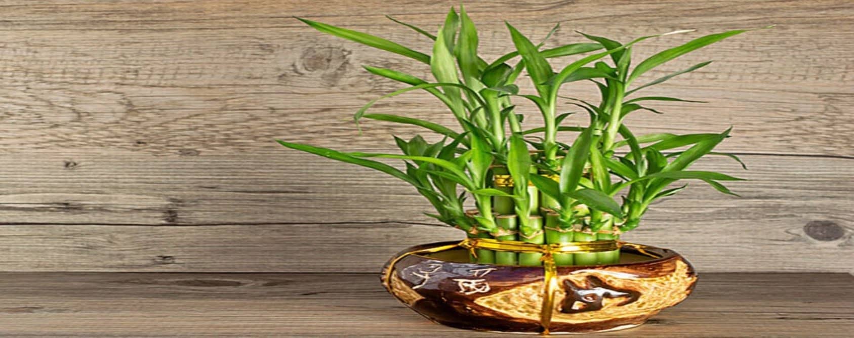 Tuổi và Mệnh hợp với Cây Phát Lộc Tuổi và Mệnh hợp với Cây Phát Lộc