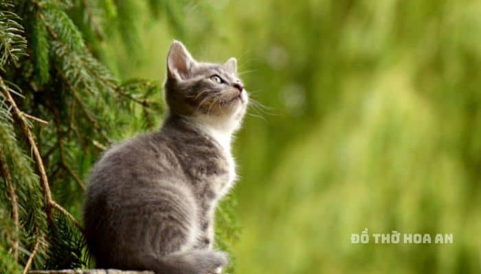 Người tuổi Kỷ Mão nên đặt bàn thờ Thần Tài ở không gian thoáng đãng, trước bàn thờ không có nhiều vật dụng che chắn
