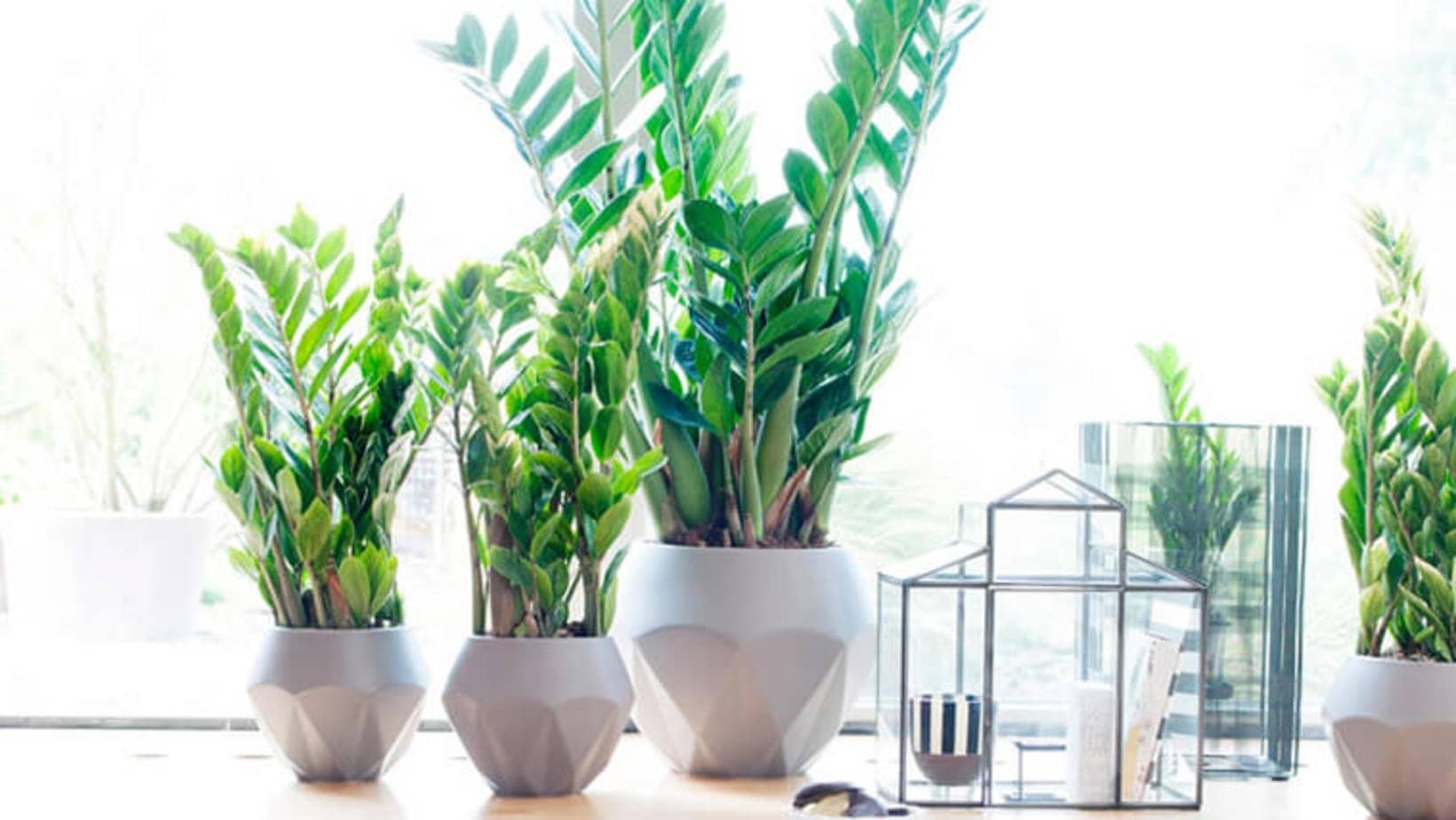Cây Kim Tiền Cây Kim Tiền