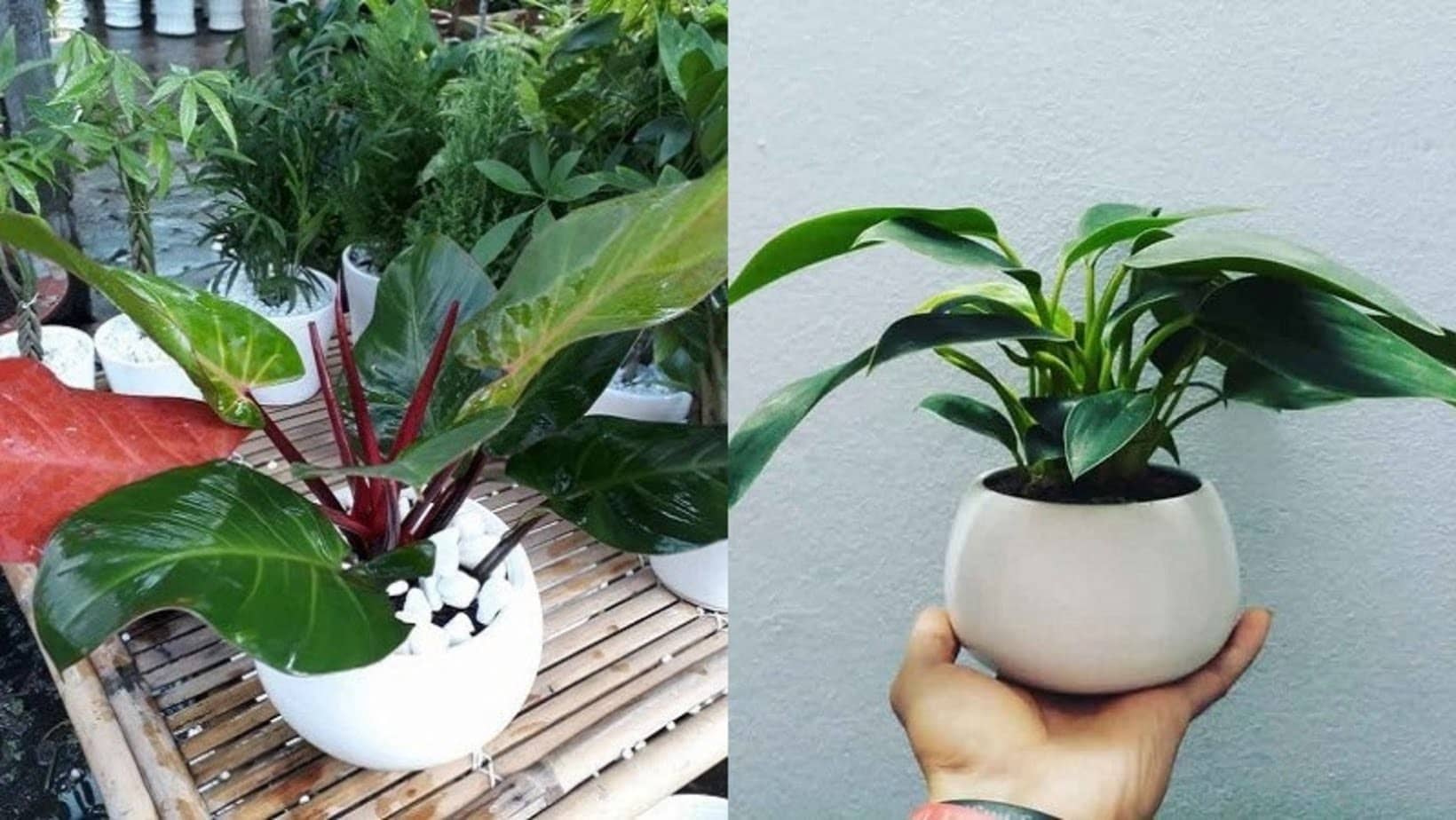 Cây Trầu Bà Đế Vương Cây Trầu Bà Đế Vương