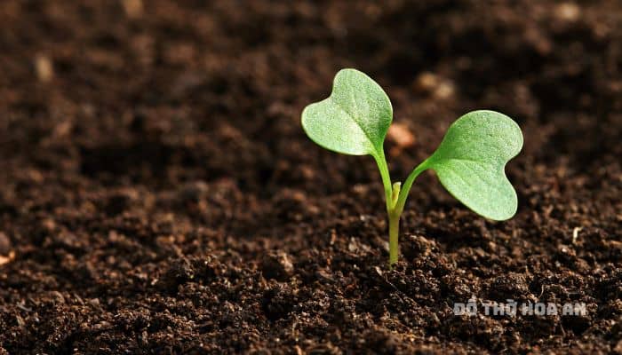 Tính cách và cuộc sống sau này của người mệnh Thổ