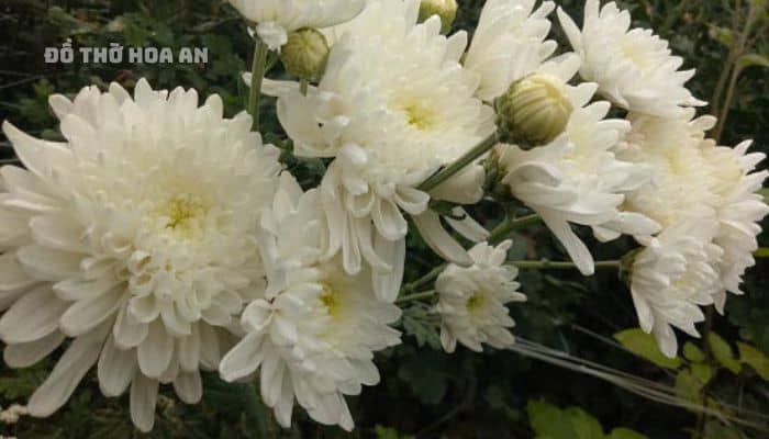 Hoa cúc trắng thường có mặt trong tang lễ của người mất khi còn trẻ, chưa lập gia đình