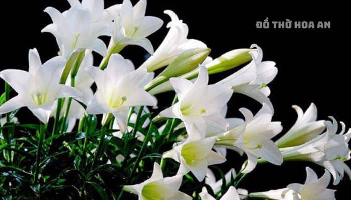 Hoa huệ tây có màu trắng tinh khôi