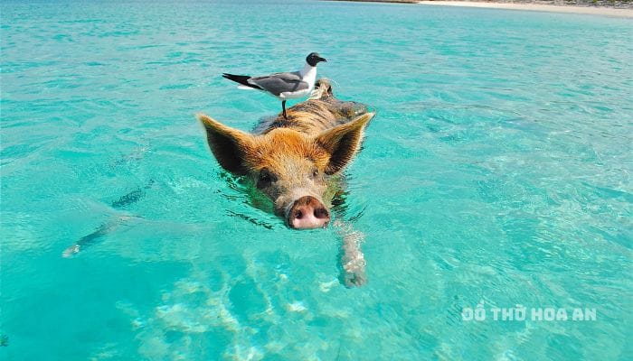 Xét về tính cách, Tỵ và Hợi không khi nào có cùng quan điểm