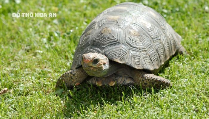 Quy hay chính là rùa, đây là con vật duy nhất có thật trong 4 linh là biểu tượng của sức khỏe, của tuổi thọ
